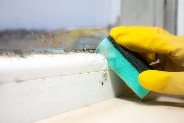 Best Office Mold Removal Services  in French Island, WI
