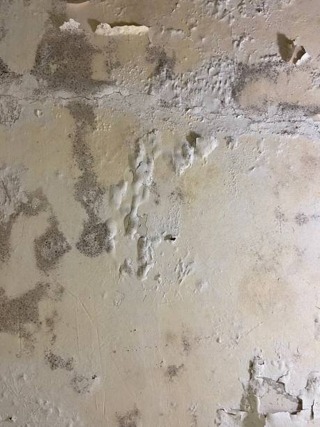 Best Mold Removal Near Me  in French Island, WI