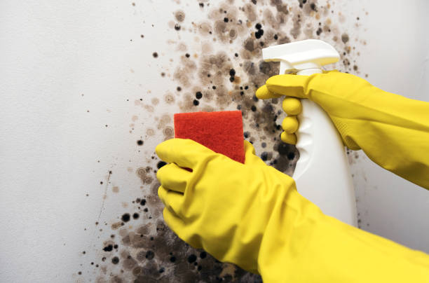 Best Certified Mold Removal  in French Island, WI