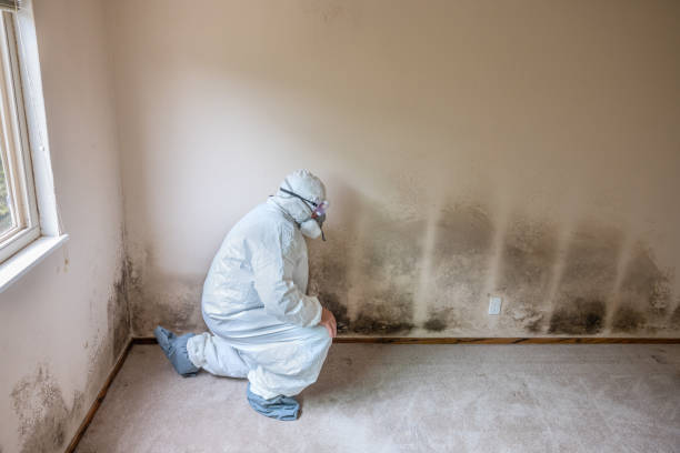 Best Black Mold Removal  in French Island, WI
