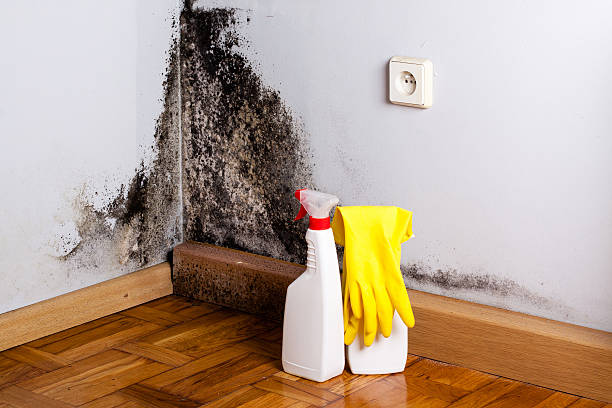 Best Mold Remediation  in French Island, WI
