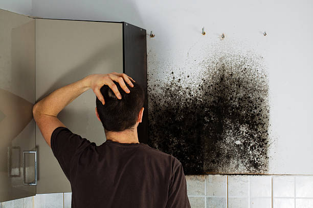 Best Fast Mold Removal  in French Island, WI